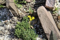 Камнеломка порфирион Haagii eudoxiana(Saxifraga Porphirion Haagii eudoxiana)